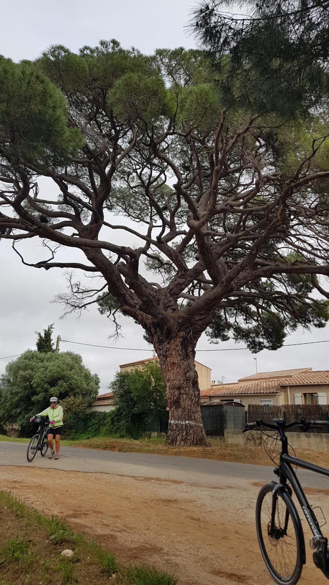 Rez De Jardin T3 Recent Et Calme Au Nouvelles Terres A La Londe Les Maures Appartement Buitenkant foto